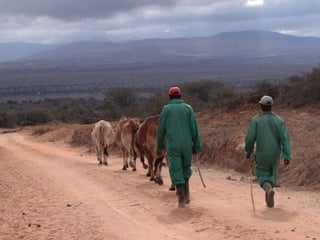 Risk based prioritisation of food hazards