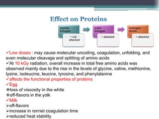 peptide
linkages
• not
attacked
sulfur
linkages
• attacked
hydrogen
bonds
• attacked
Low doses : may cause molecular uncoiling, coagulation, unfolding, and
even molecular cleavage and splitting of amino acids
At 10 kGy radiation, overall increase in total free amino acids was
observed mainly due to the rise in the levels of glycine, valine, methionine,
lysine, isoleucine, leucine, tyrosine, and phenylalanine
affects the functional properties of proteins
Egg
loss of viscosity in the white
off-flavors in the yolk
Milk
off-flavors
increase in rennet coagulation time
reduced heat stability
 
