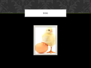 EGG
 