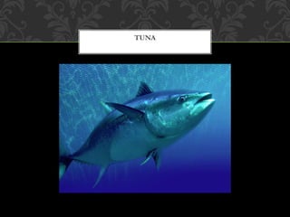 TUNA
 