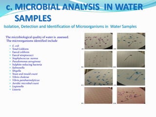  E. coli
 Total Coliform
 Faecal coliform
 Faecal streptococci
 Staphylococcus aureus
 Pseudomonas aeruginosa
 Sulphite reducing bacteria
 Salmonella
 Shigella
 Yeast and mould count
 Vibrio cholerae
 Vibrio parahaemolyticus
 Aerobic microbial count
 Legionella
 Listeria
c. MICROBIAL ANALYSIS IN WATER
SAMPLES
Isolation, Detection and Identification of Microorganisms in Water Samples
The microbiological quality of water is assessed.
The microorganisms identified include
 