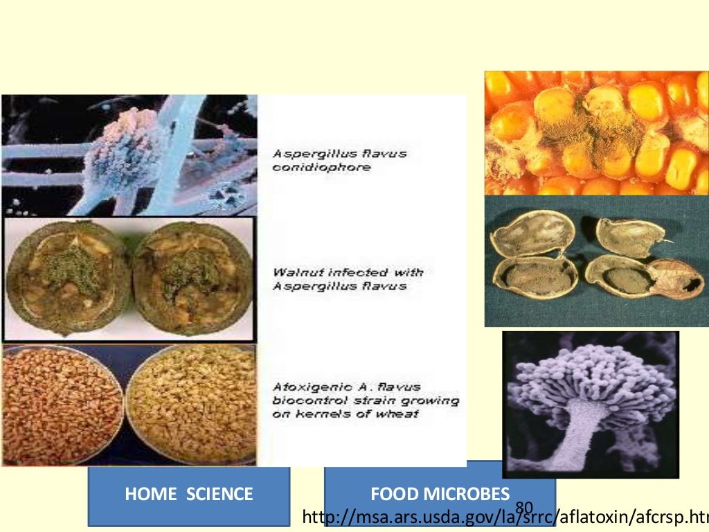 Food microbes Biology Diagrams
