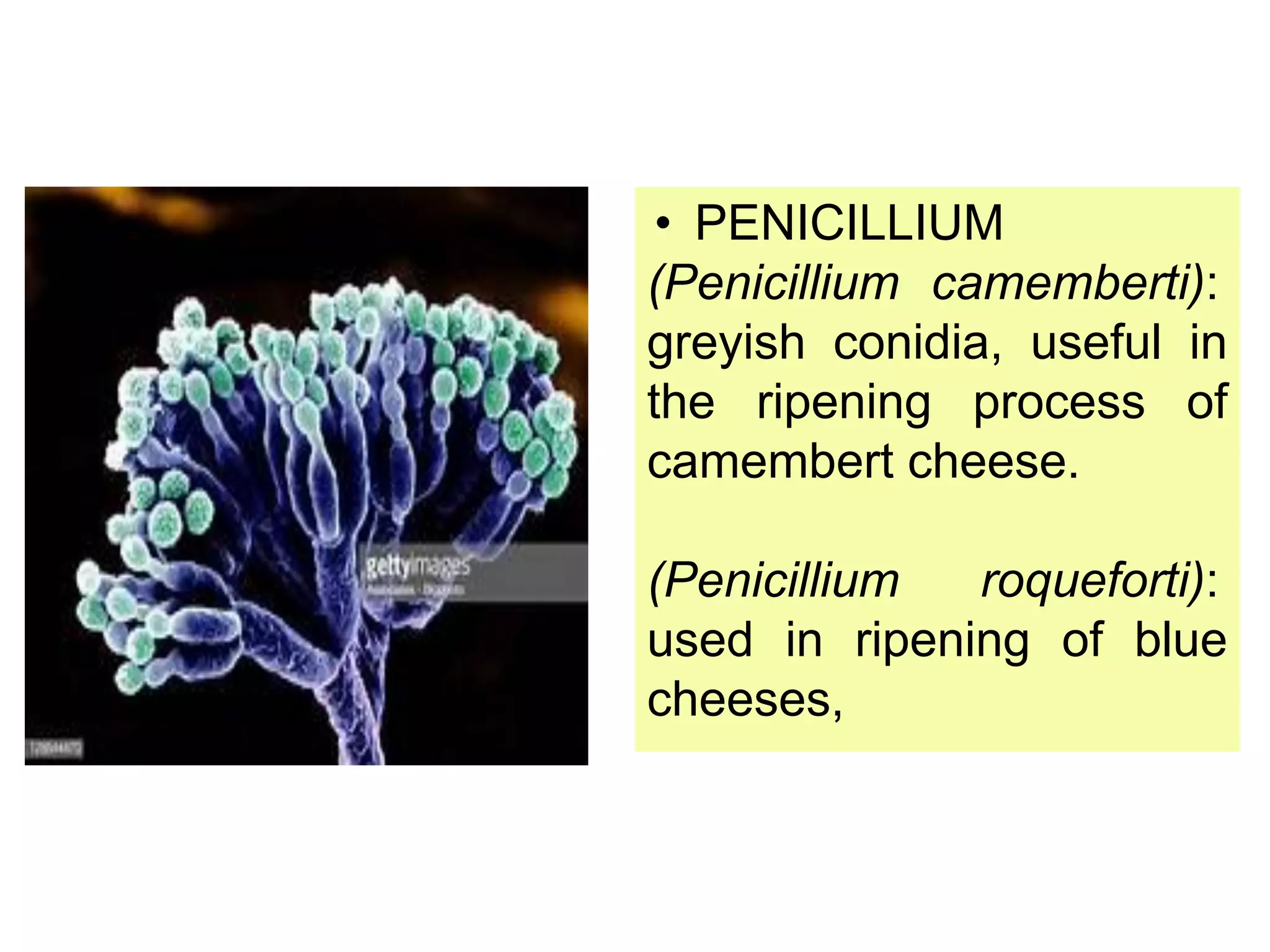 bloomy rind cheese and the penicillium camemberti... Food microbiology | PDF