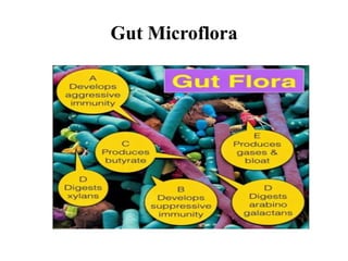 Gut Microflora
 
