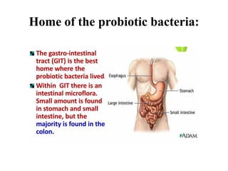 Home of the probiotic bacteria:
 