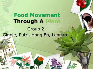 Food Movement
     Through A Plant
            Group 2
Ginnie, Putri, Hong En, Leonard
 