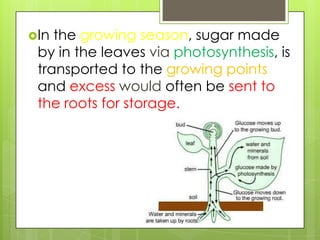 In the growing season, sugar made
 by in the leaves via photosynthesis, is
 transported to the growing points
 and excess would often be sent to
 the roots for storage.
 
