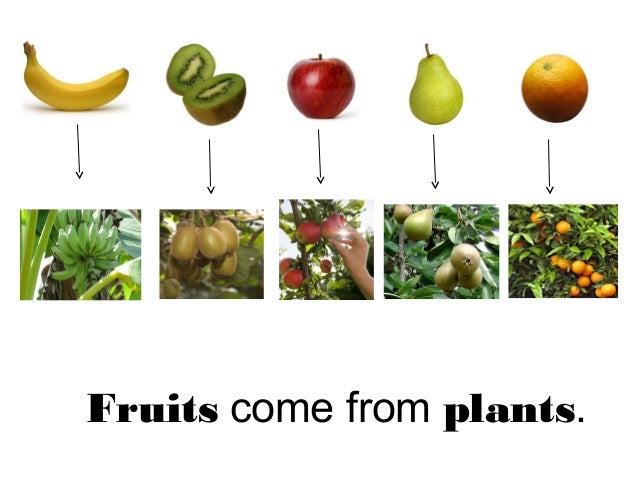 origins food food origin origins food food origin