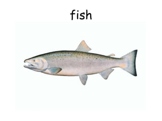 fish
 