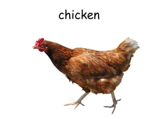 chicken
 