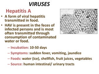 VIRUSES
• A form of viral hepatitis
transmitted in food.
• HAV is present in the feces of
infected persons and is most
often transmitted through
consumption of contaminated
water or food.
Hepatitis A
– Incubation: 10-50 days
– Symptoms: sudden fever, vomiting, jaundice
– Foods: water (ice), shellfish, fruit juices, vegetables
– Source: human intestinal/ urinary tracts
 
