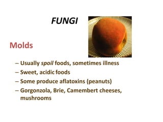 FUNGI
– Usually spoil foods, sometimes illness
– Sweet, acidic foods
– Some produce aflatoxins (peanuts)
– Gorgonzola, Brie, Camembert cheeses,
mushrooms
Molds
 
