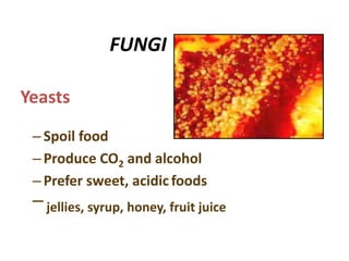FUNGI
–Spoil food
–Produce CO2 and alcohol
–Prefer sweet, acidicfoods
– jellies, syrup, honey, fruit juice
Yeasts
 