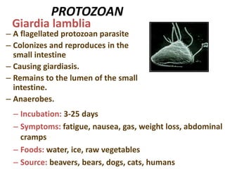PROTOZOAN
– A flagellated protozoan parasite
– Colonizes and reproduces in the
small intestine
– Causing giardiasis.
– Remains to the lumen of the small
intestine.
– Anaerobes.
Giardia lamblia
– Incubation: 3-25 days
– Symptoms: fatigue, nausea, gas, weight loss, abdominal
cramps
– Foods: water, ice, raw vegetables
– Source: beavers, bears, dogs, cats, humans
 