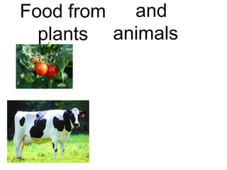 and
Food from
plants animals

 
