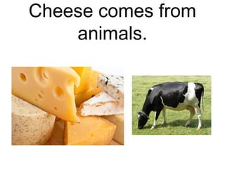 Cheese comes from
animals.

 