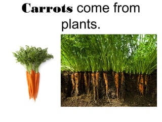 Carrots come from
plants.

 