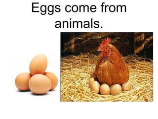 Eggs come from
animals.

 