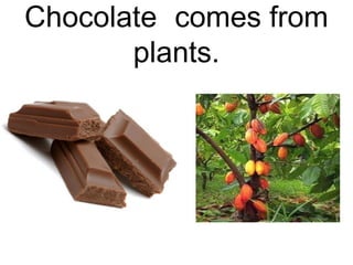 Chocolate comes from
plants.

 