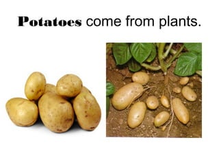 Potatoes come from plants.

 