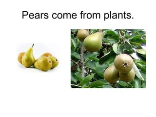 Pears come from plants.

 