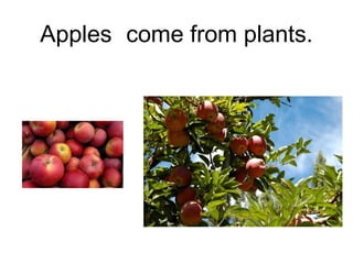 Apples come from plants.

 