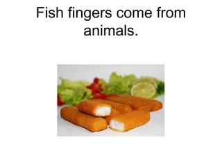 Fish fingers come from
animals.

 