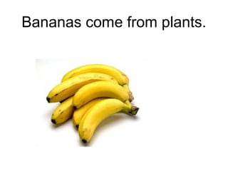 Bananas come from plants.

 