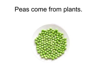 Peas come from plants.

 