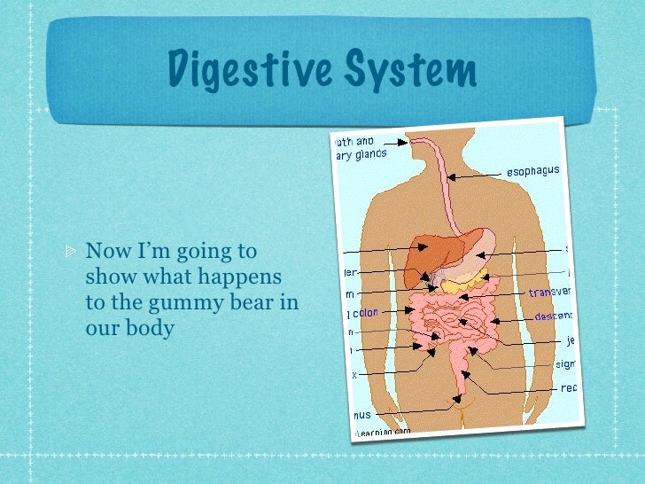Gummy Bear Presentation