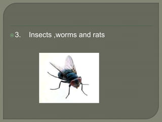 3. Insects ,worms and rats
 