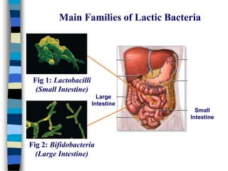 Main Families of Lactic Bacteria
Fig 1: Lactobacilli
(Small Intestine)
Fig 2: Bifidobacteria
(Large Intestine)
Small
Intestine
Large
Intestine
 