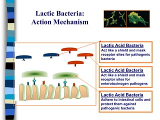 Lactic Acid Bacteria
Adhere to intestinal cells and
protect them against
pathogenic bacteria
Lactic Acid Bacteria
Act like a shield and mask
receptor sites for
enterotoxinogen pathogens
Lactic Acid Bacteria
Act like a shield and mask
receptor sites for pathogenic
bacteria
Lactic Bacteria:
Action Mechanism
 