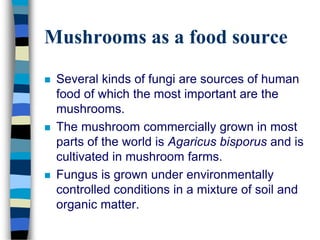 Mushrooms as a food source
 Several kinds of fungi are sources of human
food of which the most important are the
mushrooms.
 The mushroom commercially grown in most
parts of the world is Agaricus bisporus and is
cultivated in mushroom farms.
 Fungus is grown under environmentally
controlled conditions in a mixture of soil and
organic matter.
 
