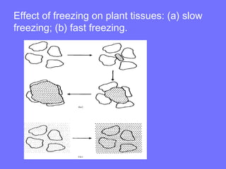 Effect of freezing on plant tissues: (a) slow
freezing; (b) fast freezing.
 