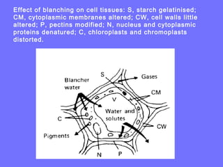 Effect of blanching on cell tissues: S, starch gelatinised;
CM, cytoplasmic membranes altered; CW, cell walls little
altered; P, pectins modified; N, nucleus and cytoplasmic
proteins denatured; C, chloroplasts and chromoplasts
distorted.
 