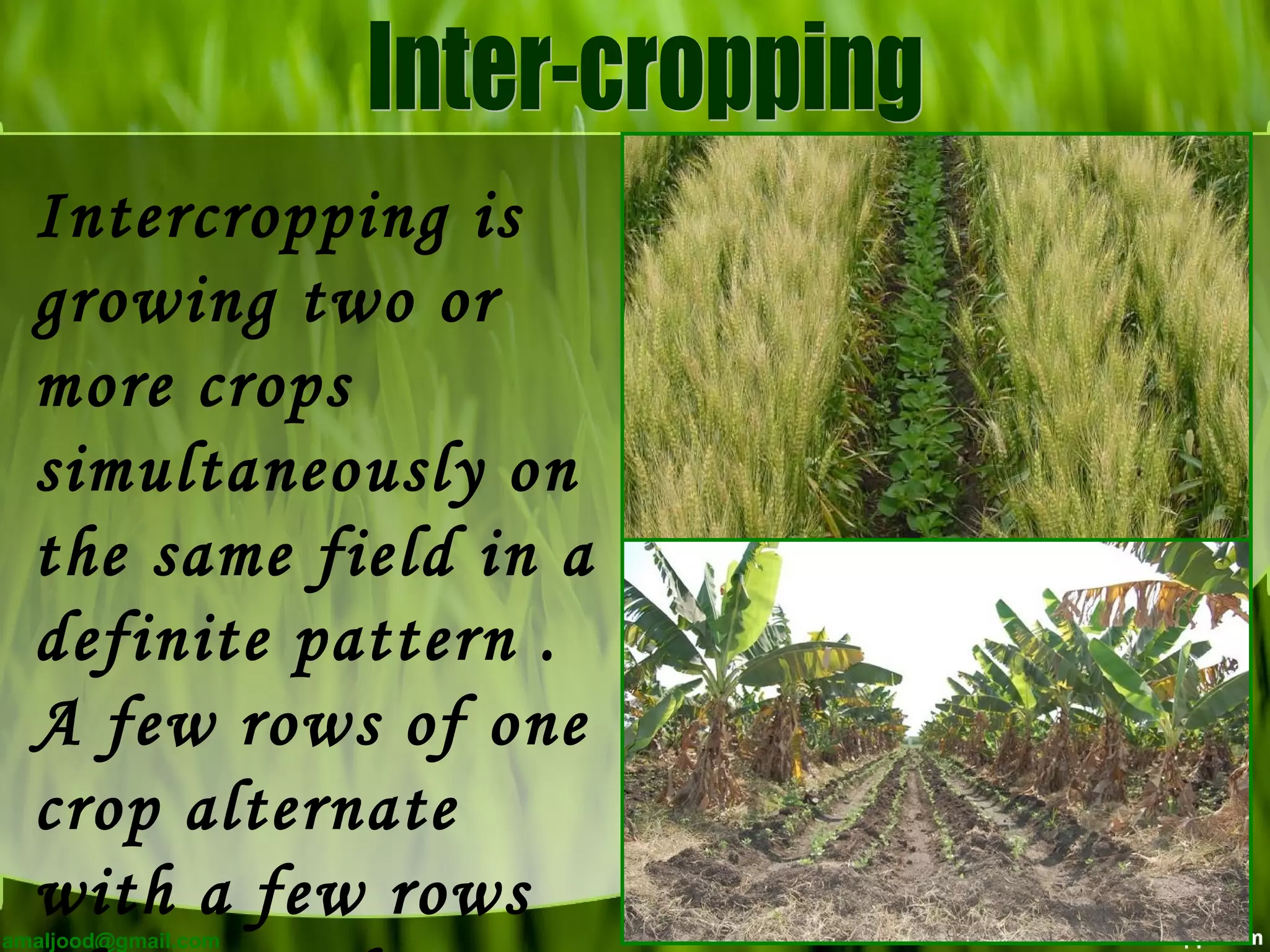 Intercropping is
growing two or
more crops
simultaneously on
the same field in a
definite pattern .
A few rows of one
crop alternate
with a few rows
amaljood@gmail.com