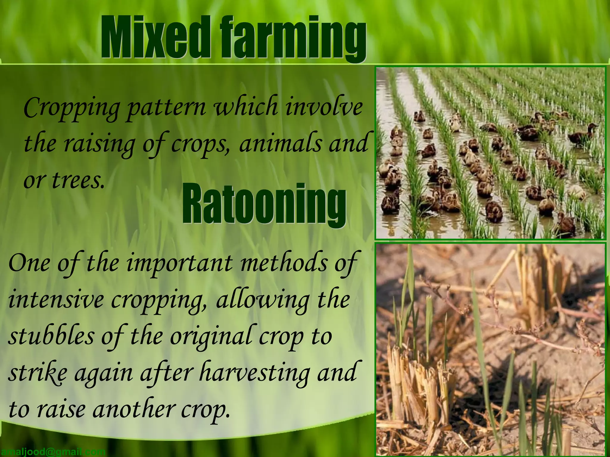 Cropping pattern which involve
the raising of crops, animals and
or trees.
One of the important methods of
intensive cropping, allowing the
stubbles of the original crop to
strike again after harvesting and
to raise another crop.
amaljood@gmail.com