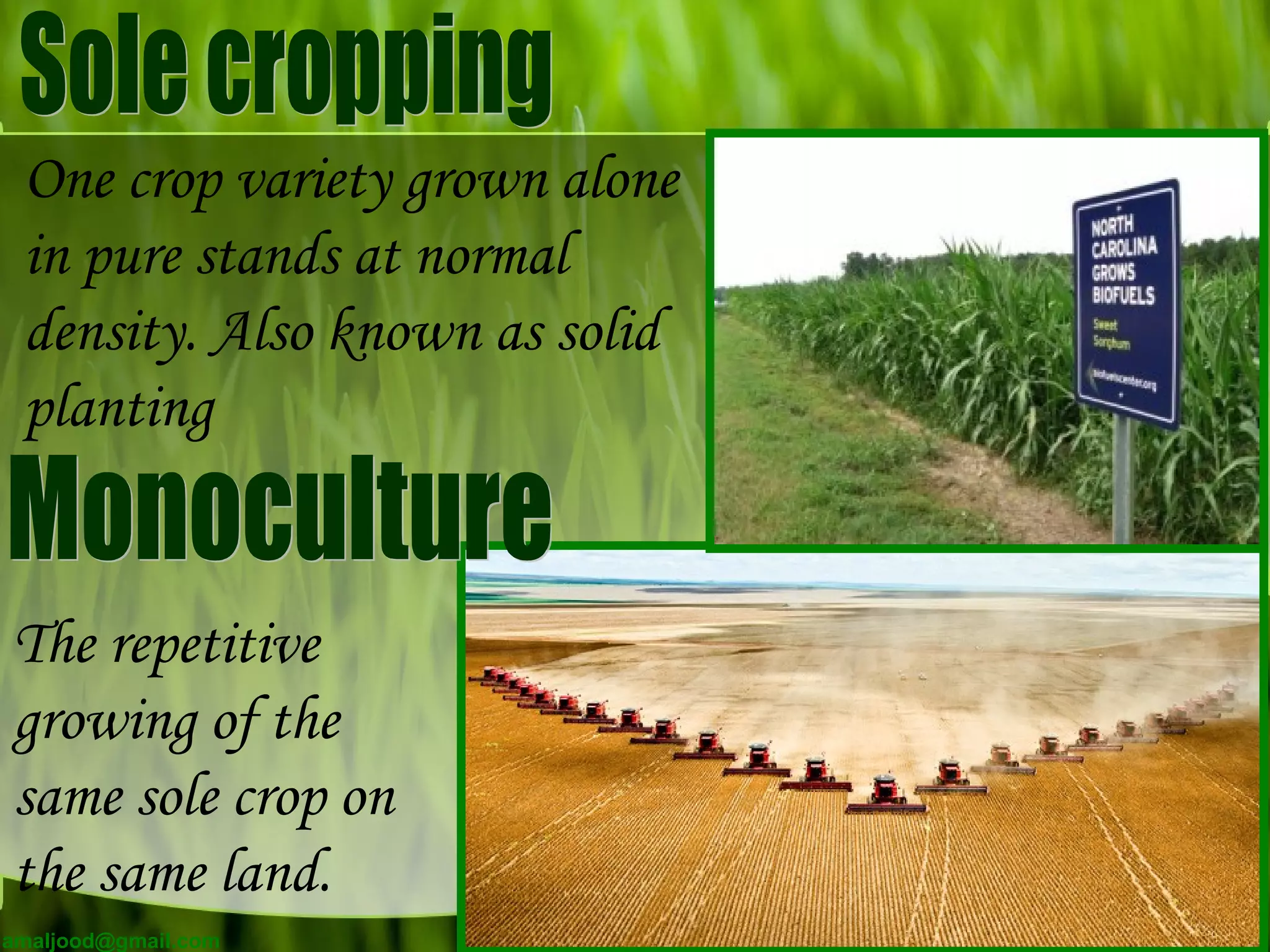 One crop variety grown alone
in pure stands at normal
density. Also known as solid
planting
The repetitive
growing of the
same sole crop on
the same land.
amaljood@gmail.com