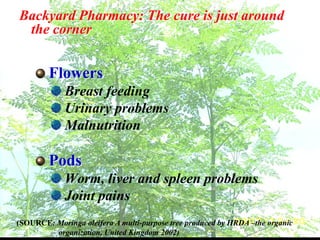 Backyard Pharmacy: The cure is just around
the corner
Flowers
Breast feeding
Urinary problems
Malnutrition
Pods
Worm, liver and spleen problems
Joint pains
(SOURCE: Moringa oleifera A multi-purpose tree produced by HRDA –the organic
organization, United Kingdom 2002)
 
