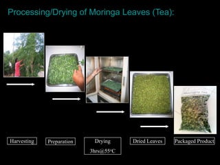 Preparation Drying
3hrs@55oC
Dried Leaves Packaged ProductHarvesting
Processing/Drying of Moringa Leaves (Tea):
 