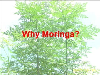 Why Moringa?
 