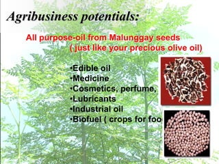All purpose-oil from Malunggay seeds
( just like your precious olive oil)
•Edible oil
•Medicine
•Cosmetics, perfume, massage
•Lubricants
•Industrial oil
•Biofuel ( crops for food vs. fuel )
Agribusiness potentials:
 