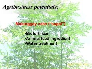 Malunggay cake (“sapal”)
•Biofertilizer
•Animal feed ingredient
•Water treatment
Agribusiness potentials:
 