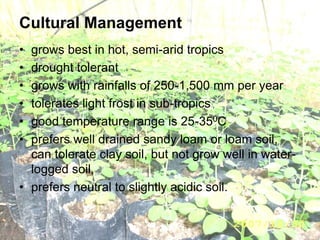 Cultural Management
• grows best in hot, semi-arid tropics
• drought tolerant
• grows with rainfalls of 250-1,500 mm per year
• tolerates light frost in sub-tropics
• good temperature range is 25-350C
• prefers well drained sandy loam or loam soil,
can tolerate clay soil, but not grow well in water-
logged soil,
• prefers neutral to slightly acidic soil.
 