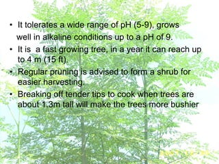 • It tolerates a wide range of pH (5-9), grows
well in alkaline conditions up to a pH of 9.
• It is a fast growing tree, in a year it can reach up
to 4 m (15 ft).
• Regular pruning is advised to form a shrub for
easier harvesting.
• Breaking off tender tips to cook when trees are
about 1.3m tall will make the trees more bushier
 