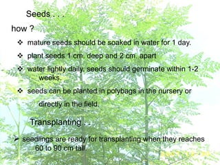 Seeds . . .
how ?
 mature seeds should be soaked in water for 1 day.
 plant seeds 1 cm. deep and 2 cm. apart
 water lightly daily, seeds should germinate within 1-2
weeks.
 seeds can be planted in polybags in the nursery or
directly in the field.
Transplanting . .
 seedlings are ready for transplanting when they reaches
60 to 90 cm tall.
 