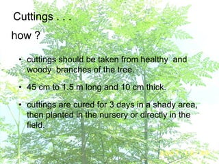 Cuttings . . .
• cuttings should be taken from healthy and
woody branches of the tree.
• 45 cm to 1.5 m long and 10 cm thick.
• cuttings are cured for 3 days in a shady area,
then planted in the nursery or directly in the
field.
how ?
 