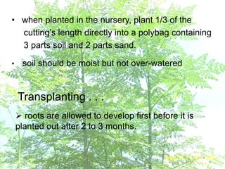 Transplanting . . .
 roots are allowed to develop first before it is
planted out after 2 to 3 months.
• when planted in the nursery, plant 1/3 of the
cutting’s length directly into a polybag containing
3 parts soil and 2 parts sand.
• soil should be moist but not over-watered
 