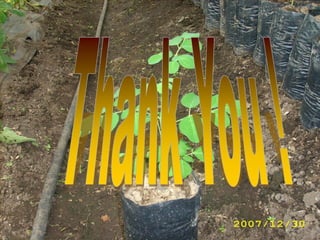 Developing Products from Moringa